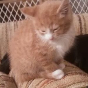 Meet your Posher, Jess